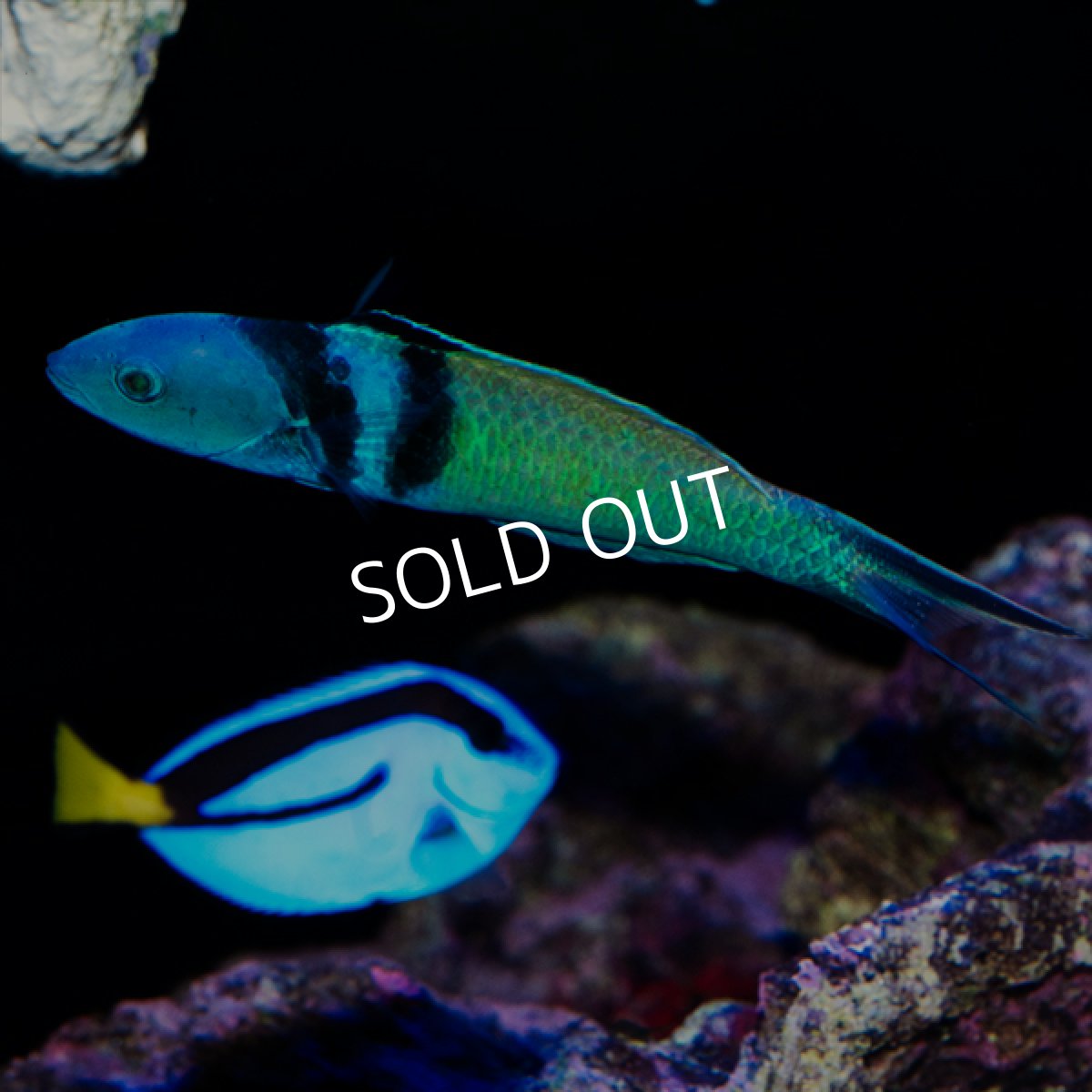 画像1: ブルーヘッドラス (1)