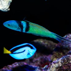 画像1: ブルーヘッドラス (1)