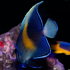 画像3: 紅海産 ハーフムーンエンゼル（マクロス）M (3)