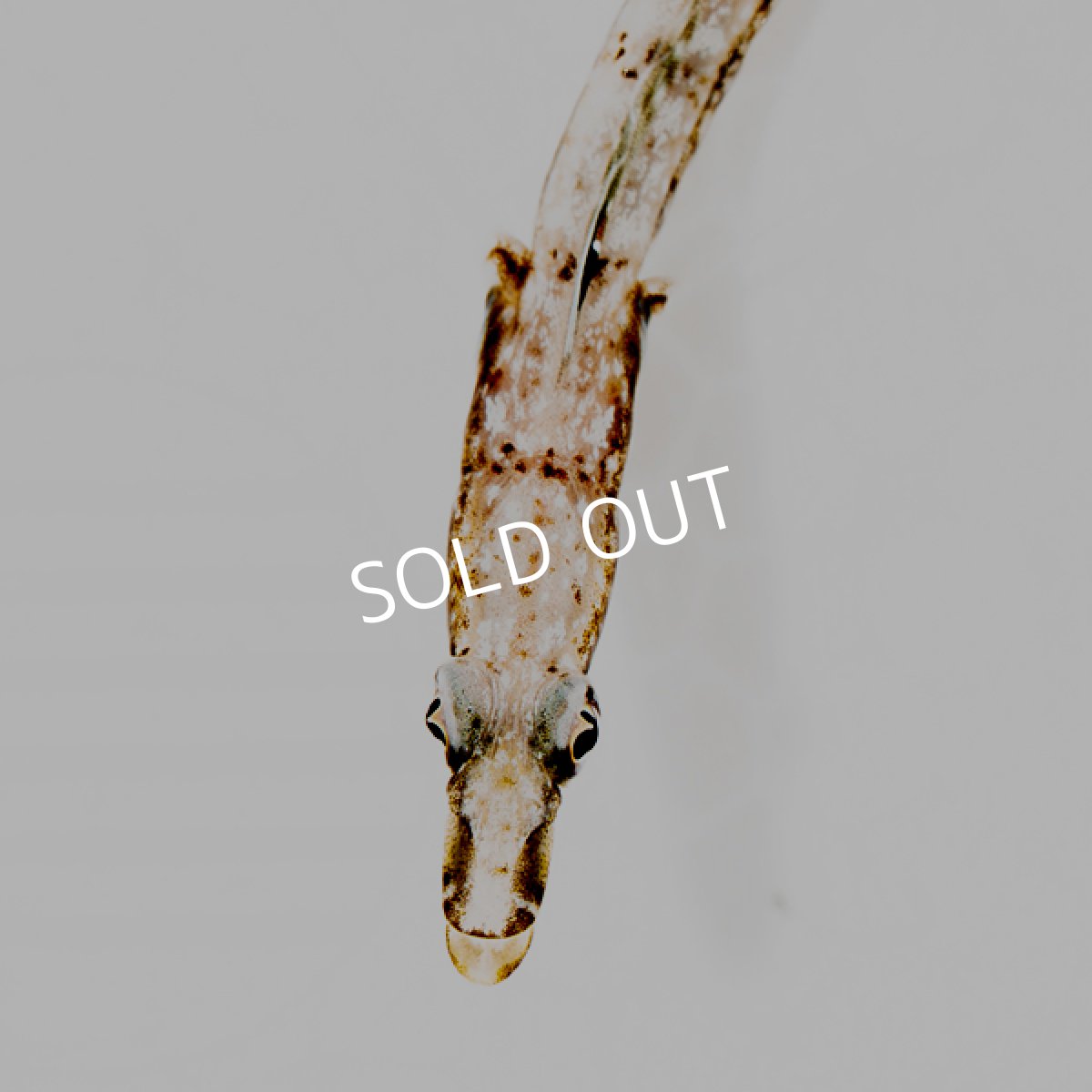 画像2: パイクブレニー (2)