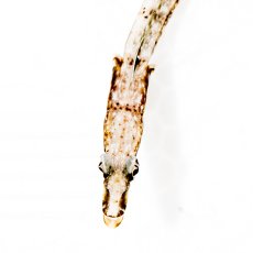 画像2: パイクブレニー (2)