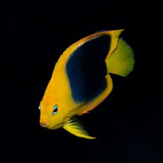 画像2: ロックビューティ M カリブ (2)