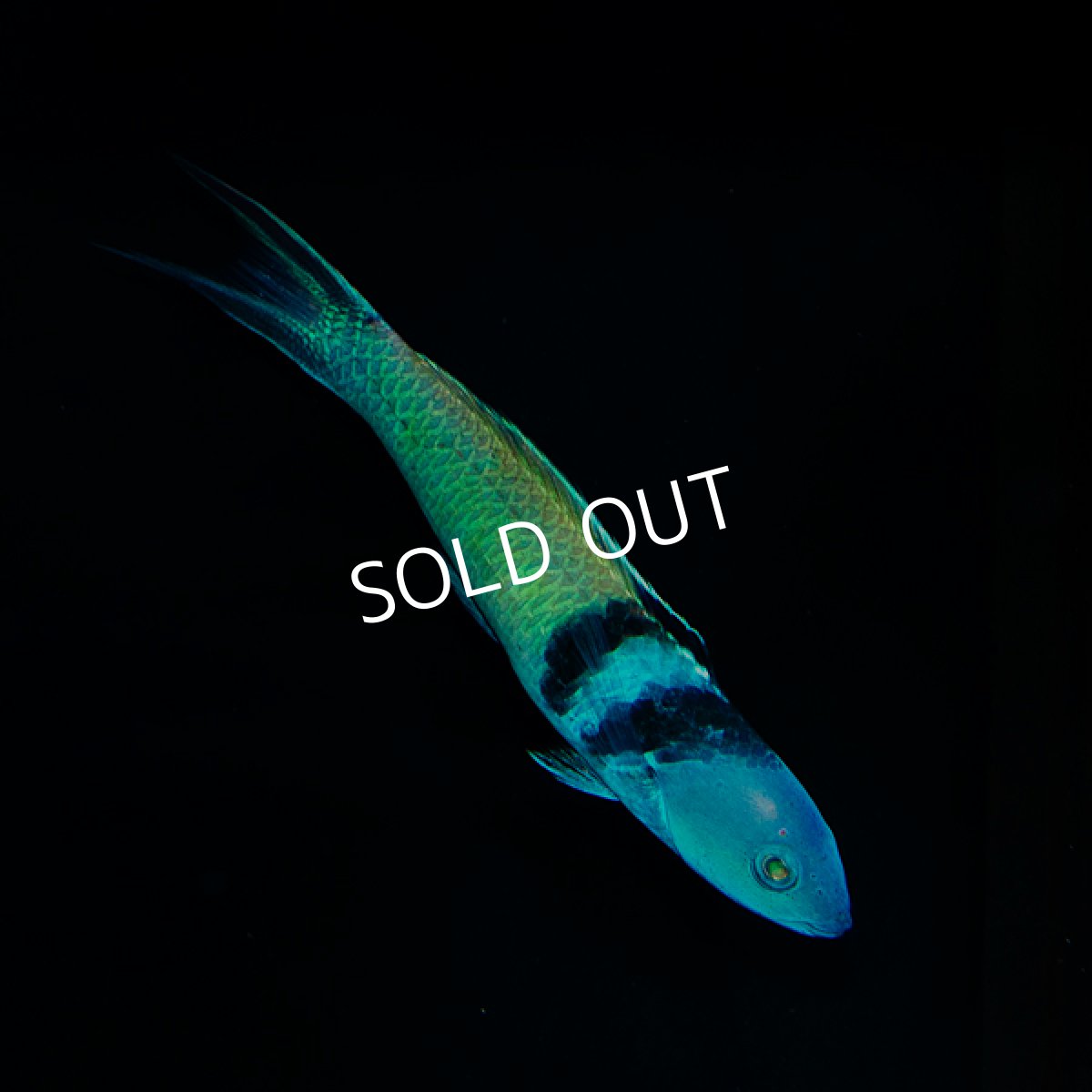 画像2: ブルーヘッドラス (2)