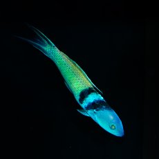 画像2: ブルーヘッドラス (2)