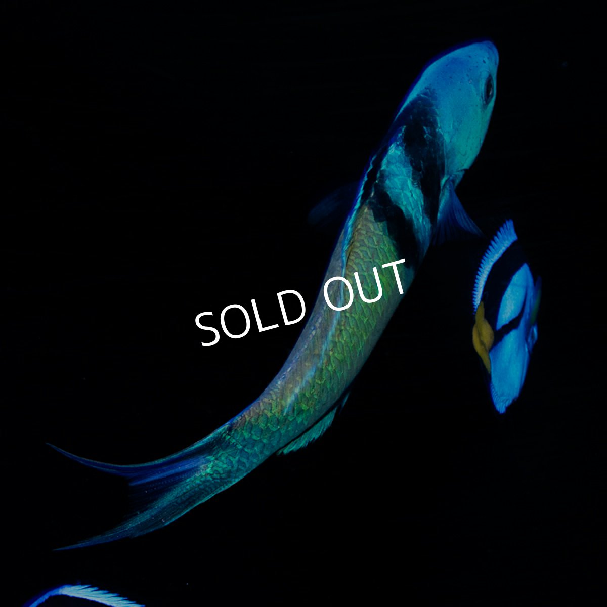 画像3: ブルーヘッドラス (3)