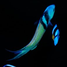 画像3: ブルーヘッドラス (3)