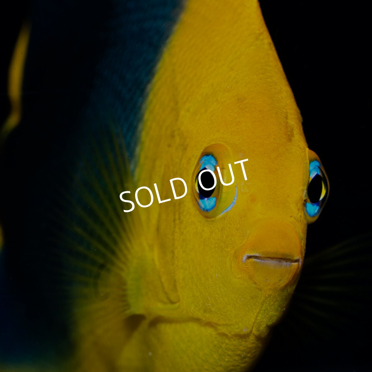 画像4: ロックビューティ M カリブ (4)