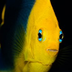 画像4: ロックビューティ M カリブ (4)