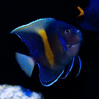 ブルームテールラス - 海水魚専門店 ceppo onlinestore