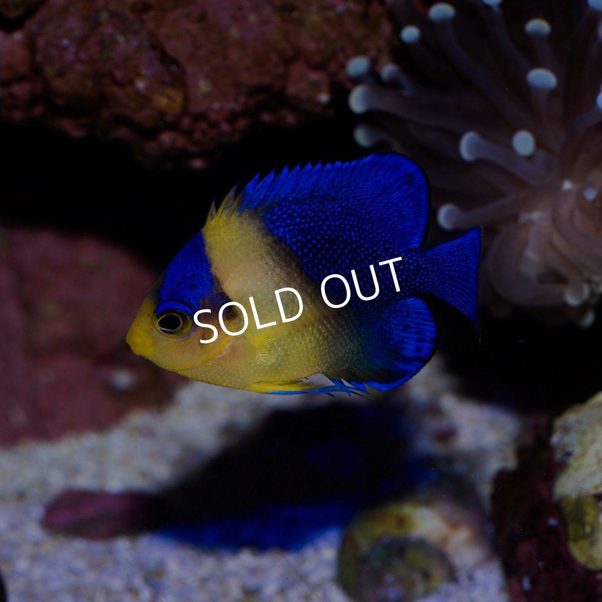 画像2: スミレヤッコ 国産ブリード   (2)