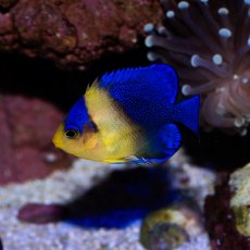 画像2: スミレヤッコ 国産ブリード   (2)