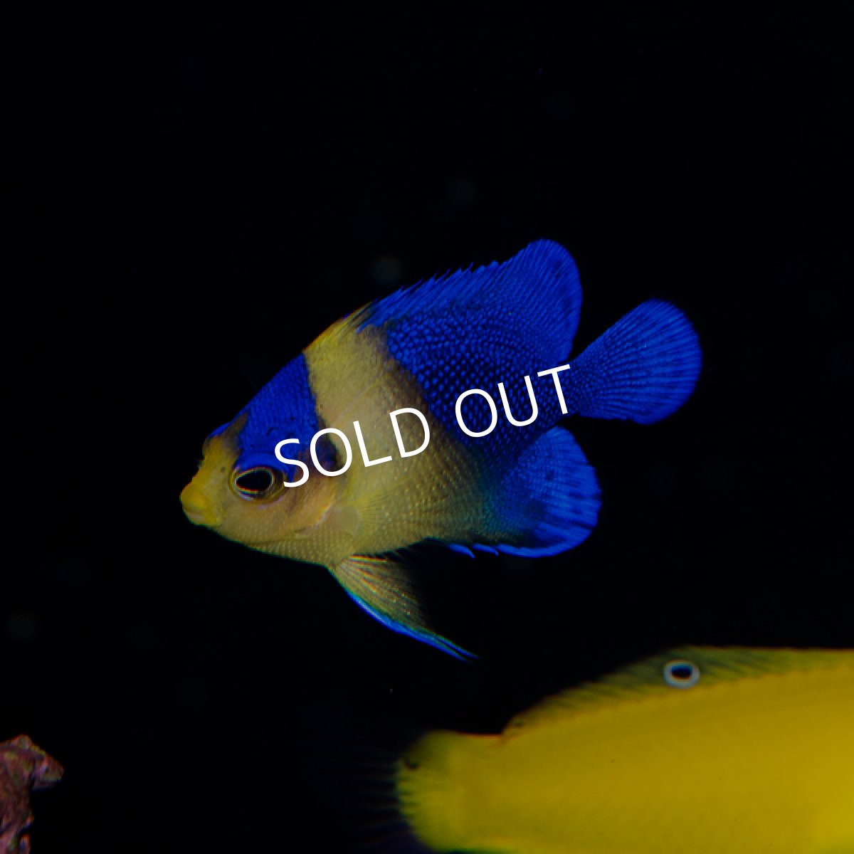 画像1: スミレヤッコ 国産ブリード   (1)