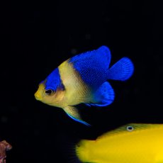 画像1: スミレヤッコ 国産ブリード   (1)