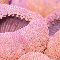 画像3: イボハタゴイソギンチャク　レッド (3)