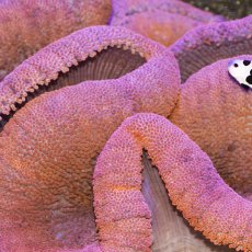 画像2: イボハタゴイソギンチャク　レッド (2)