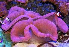 画像1: イボハタゴイソギンチャク　レッド (1)