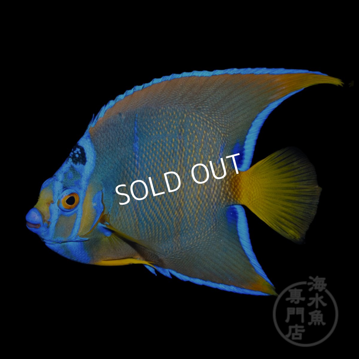 画像1: クイーンエンゼル　カリブ  M (1)