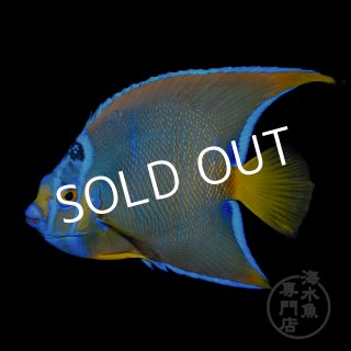 海水魚専門店 ceppo セポ