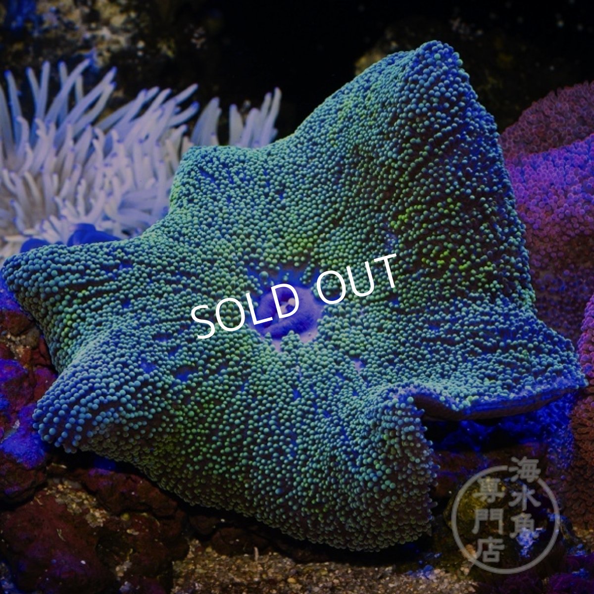 画像1: イボハタゴイソギンチャク　メタリックグリーン (1)