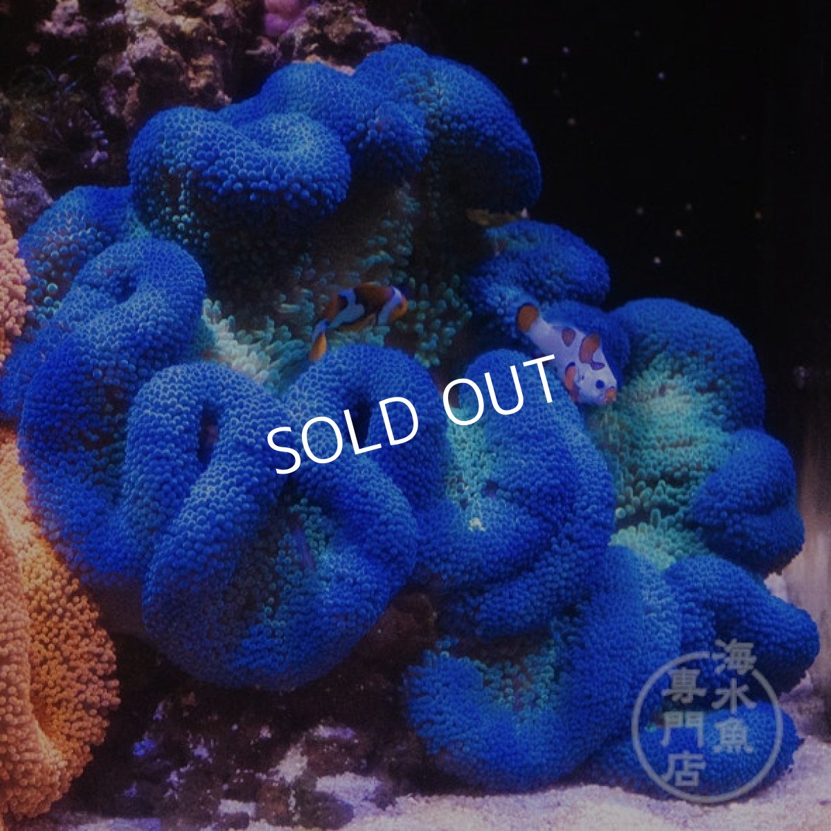 画像1: ハタゴイソギンチャク　ブルー/グリーン (1)