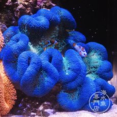 画像1: ハタゴイソギンチャク　ブルー/グリーン (1)