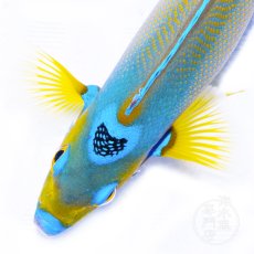 画像5: クイーンエンゼル　カリブ L (5)