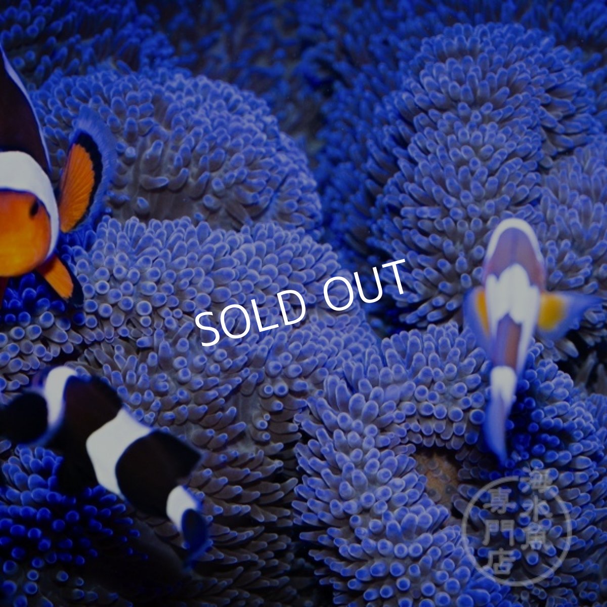 画像2: ハタゴイソギンチャク　ブルー (2)