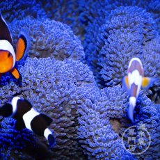 画像2: ハタゴイソギンチャク　ブルー (2)