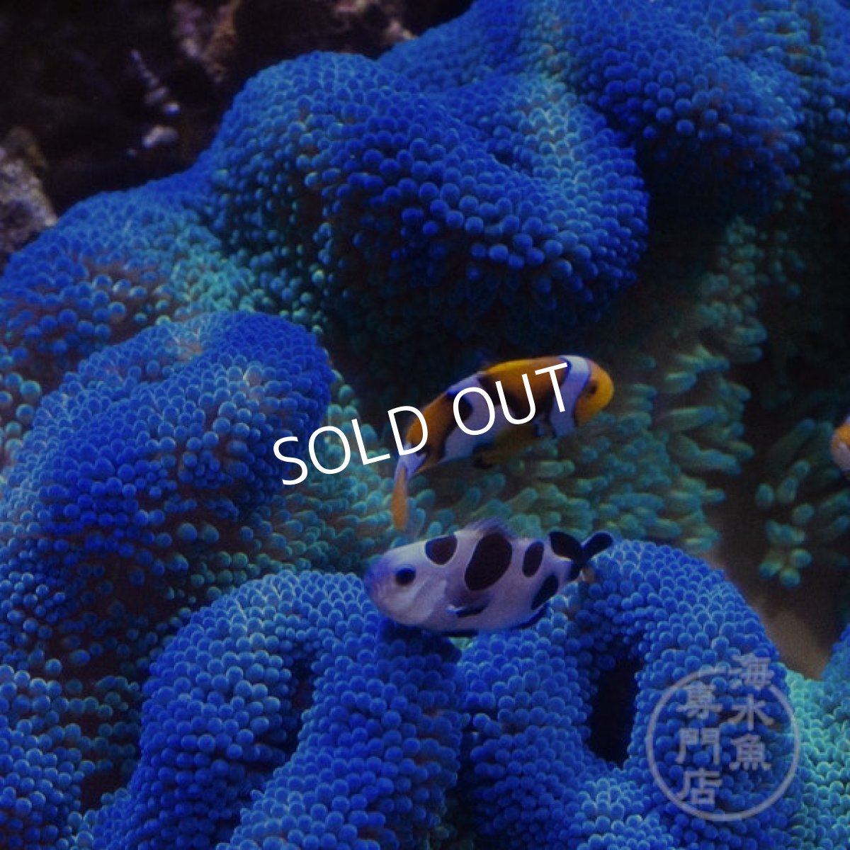 画像2: ハタゴイソギンチャク　ブルー/グリーン (2)