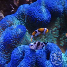 画像2: ハタゴイソギンチャク　ブルー/グリーン (2)