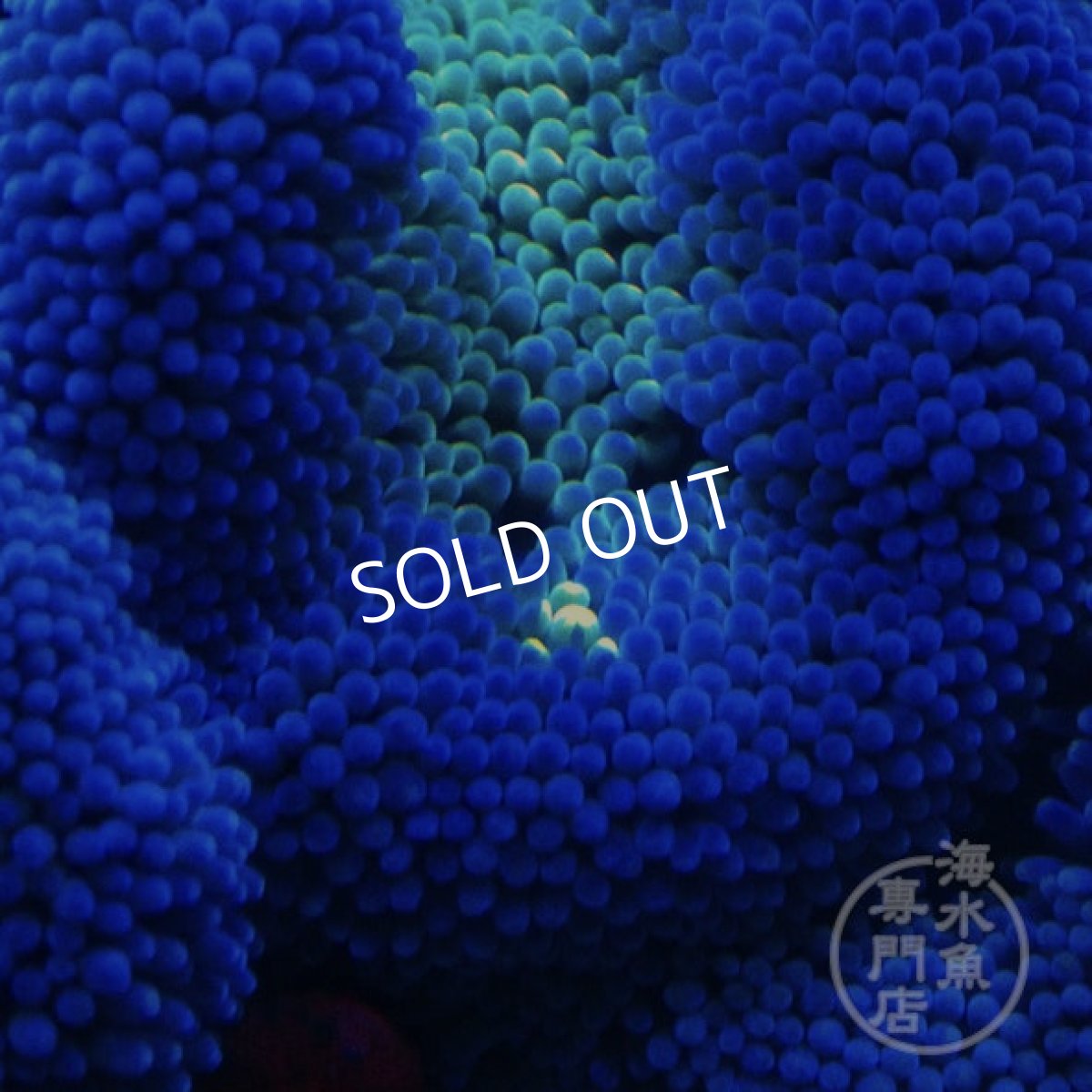 画像3: ハタゴイソギンチャク　ブルー/グリーン (3)