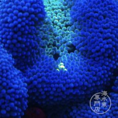 画像3: ハタゴイソギンチャク　ブルー/グリーン (3)