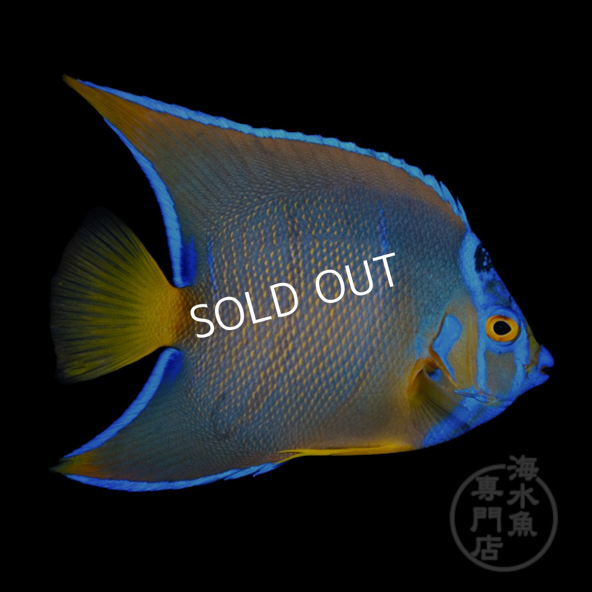 画像2: クイーンエンゼル　カリブ  M (2)