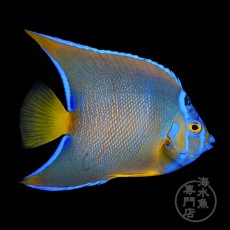 画像2: クイーンエンゼル　カリブ  M (2)