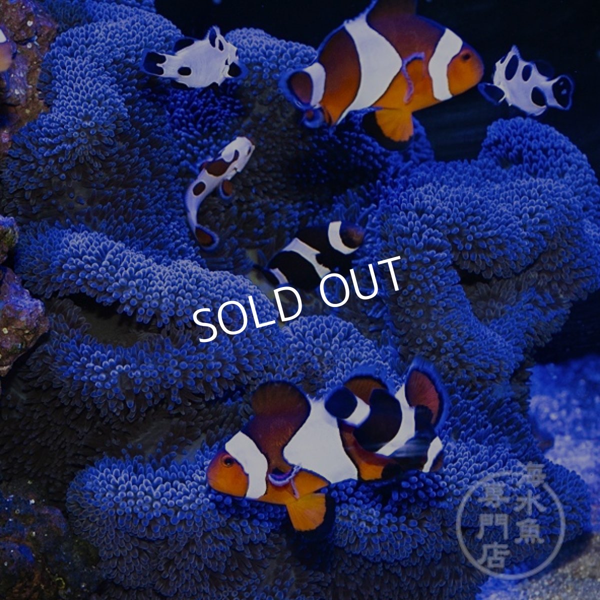 画像1: ハタゴイソギンチャク　ブルー (1)