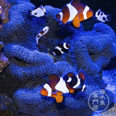 画像1: ハタゴイソギンチャク　ブルー (1)