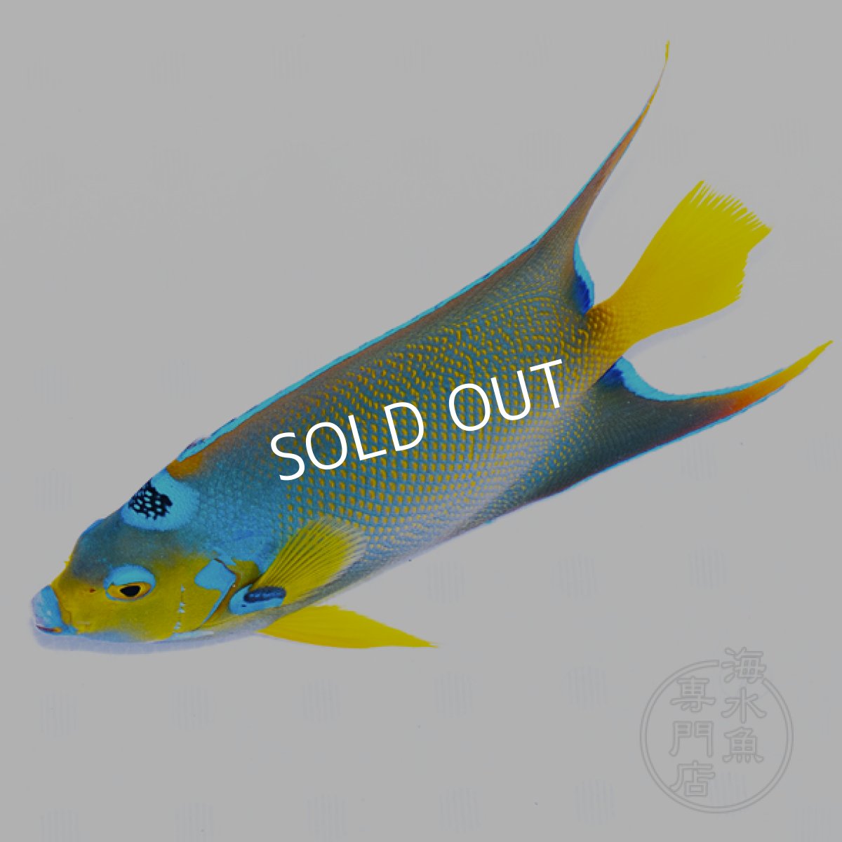 画像1: クイーンエンゼル　カリブ L (1)