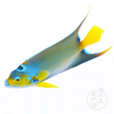 画像1: クイーンエンゼル　カリブ L (1)