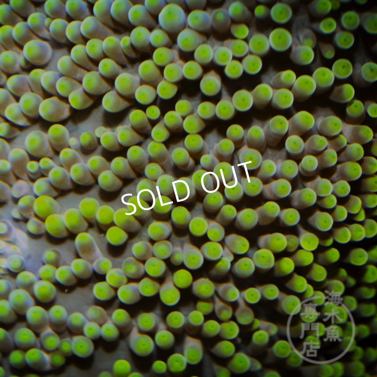 画像2: イボハタゴイソギンチャク　メタリックグリーン (2)