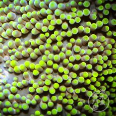 画像2: イボハタゴイソギンチャク　メタリックグリーン (2)