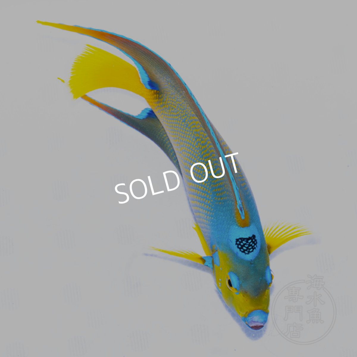 画像4: クイーンエンゼル　カリブ L (4)