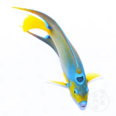 画像4: クイーンエンゼル　カリブ L (4)