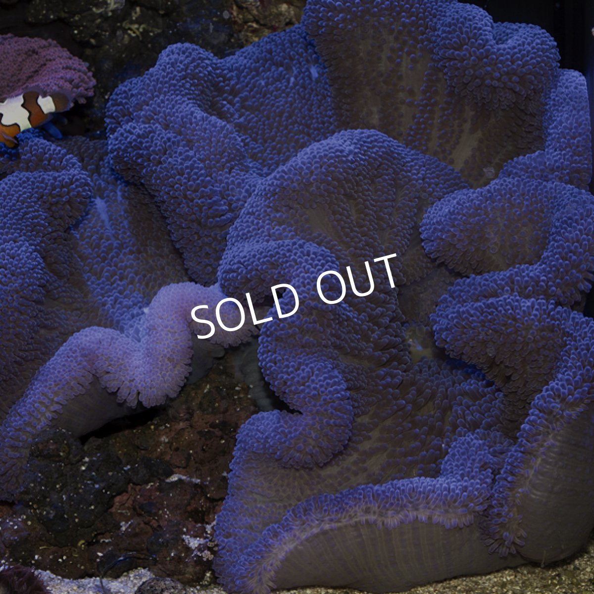 画像1: ハタゴイソギンチャク　パープル (1)