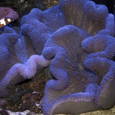 画像1: ハタゴイソギンチャク　パープル (1)