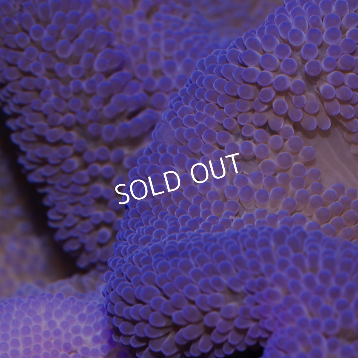 画像2: ハタゴイソギンチャク　パープル (2)