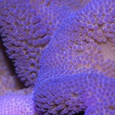 画像2: ハタゴイソギンチャク　パープル (2)