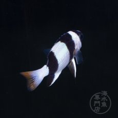 画像2: フィジー ミスジスズメダイ (2)