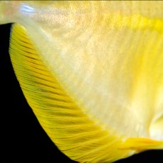 画像3: キイロハギ　国内ブリード個体 No.1 (3)