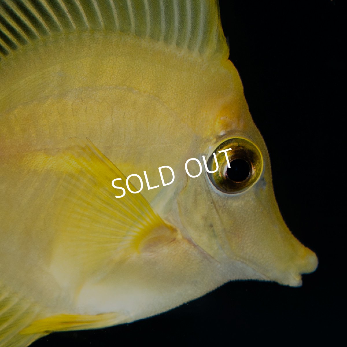 画像2: キイロハギ　国内ブリード個体 No.1 (2)