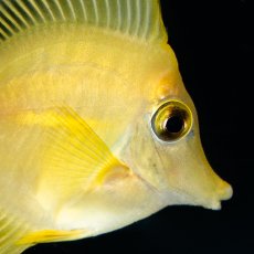 画像2: キイロハギ　国内ブリード個体 No.1 (2)